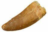 Serrated, Carcharodontosaurus Tooth - Feeding Worn Tip #351619-1